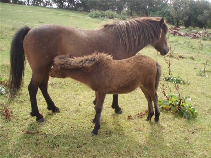 Islænder Edda fra Sandsbjerggård billede 3