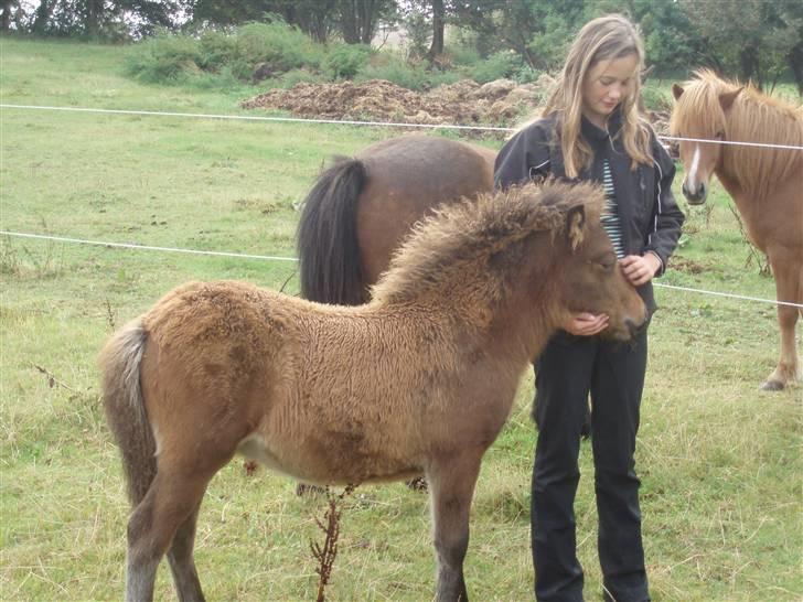 Islænder Edda fra Sandsbjerggård billede 4