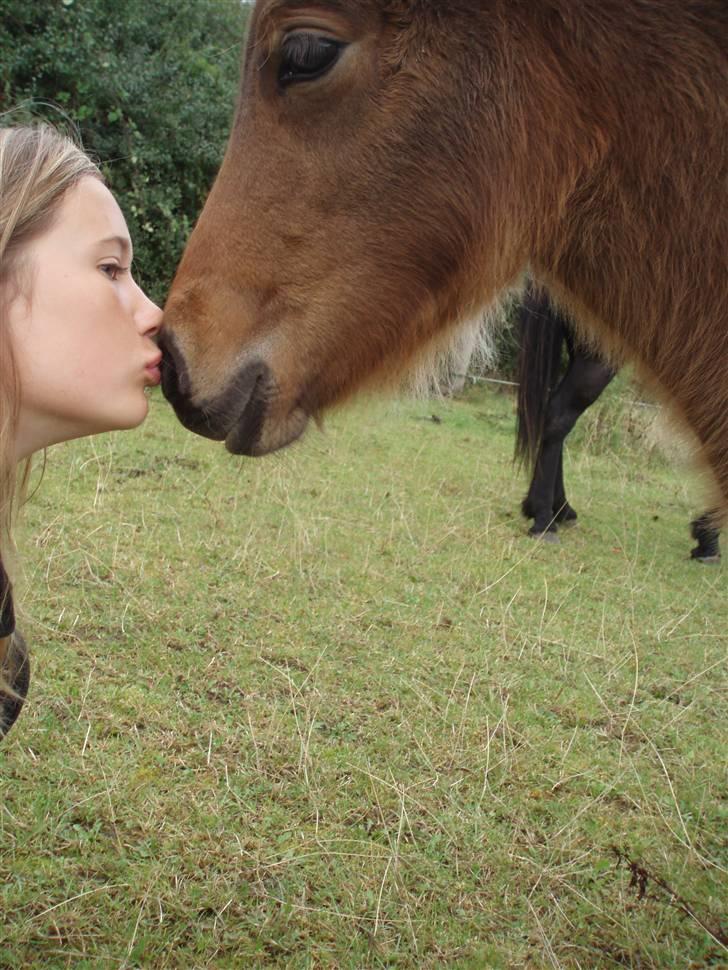 Islænder Edda fra Sandsbjerggård billede 5