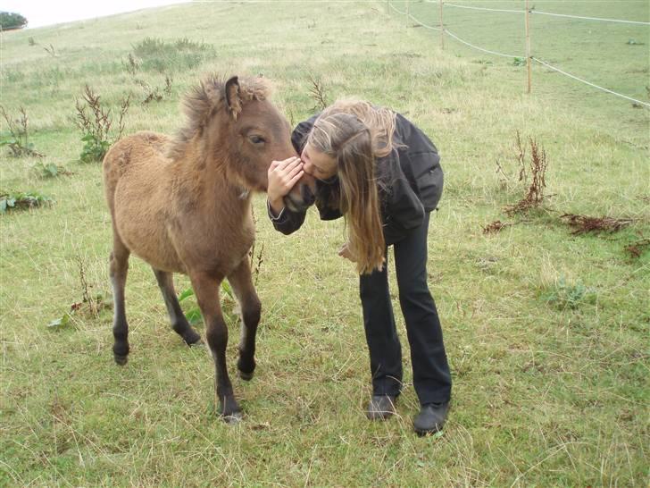 Islænder Edda fra Sandsbjerggård billede 6