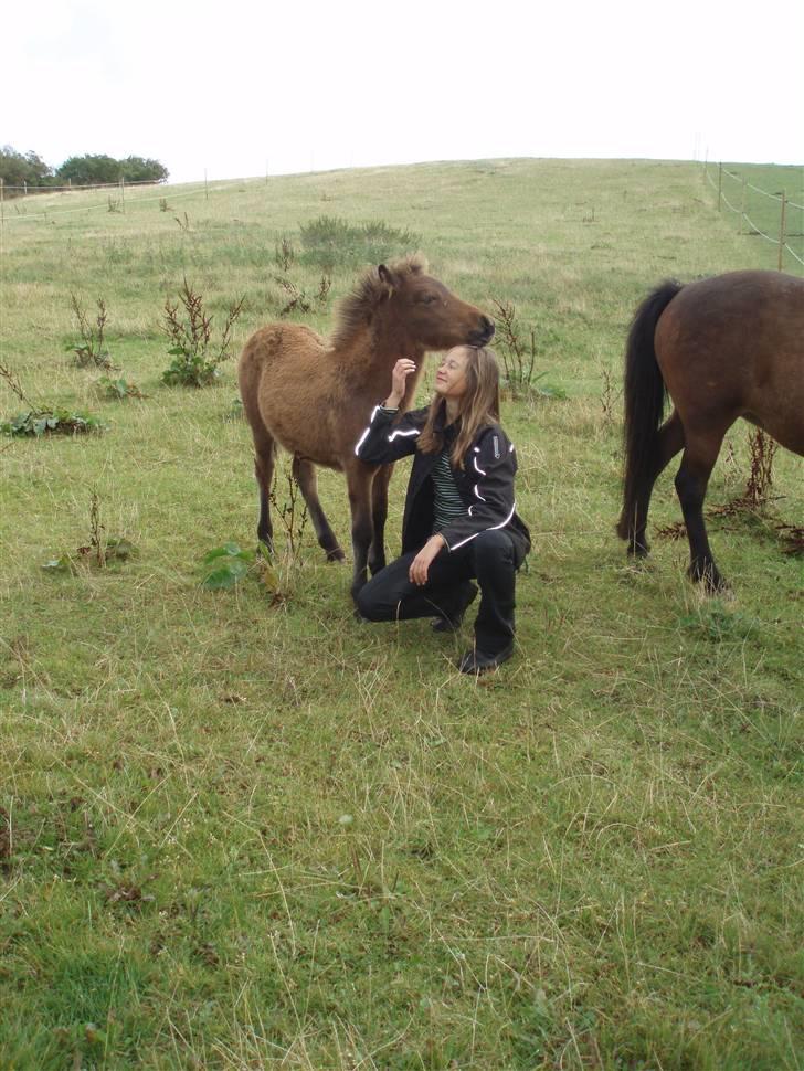 Islænder Edda fra Sandsbjerggård billede 7