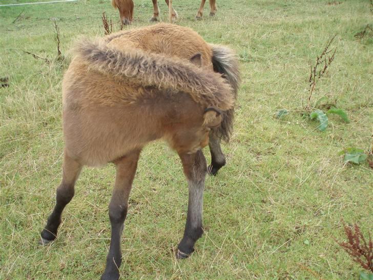 Islænder Edda fra Sandsbjerggård billede 8