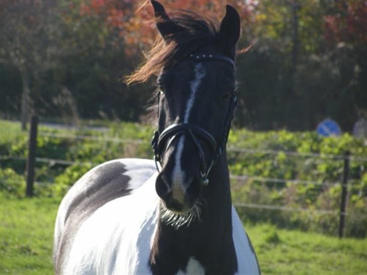 {{currentPhoto.altText}} billede {{currentPhoto.number}}