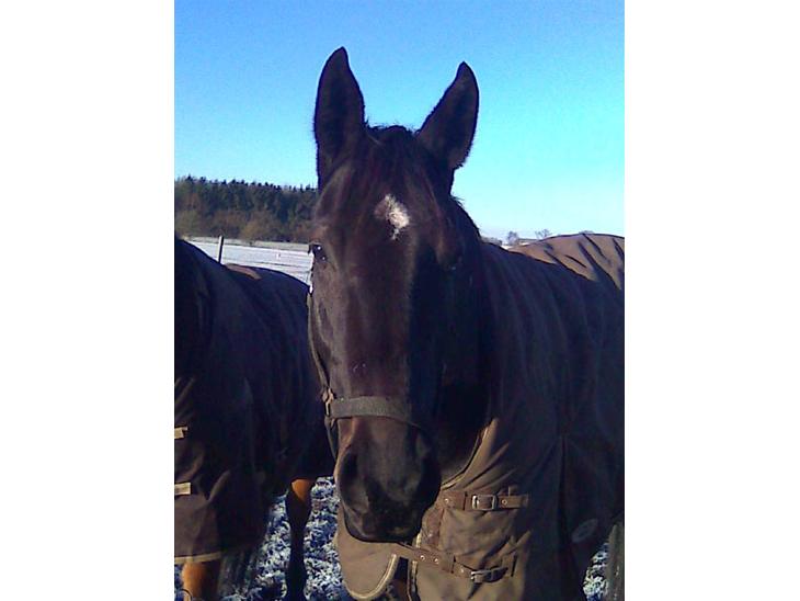 {{currentPhoto.altText}} billede {{currentPhoto.number}}