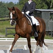 Hannoveraner Lynggaardens Malou