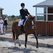 Hannoveraner Lynggaardens Malou