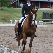 Hannoveraner Lynggaardens Malou