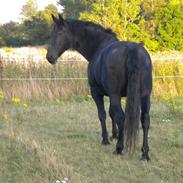 Oldenborg Drisdal`s Nicole