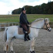 Fjordhest Obelix gl part