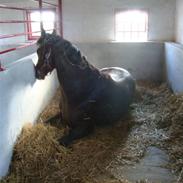 Fuldblod (XX) Fine Dandy