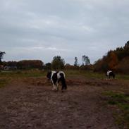 Tinker Sine Hansen (solgt)