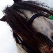 Tinker Sine Hansen (solgt)