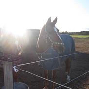 Dansk Varmblod cille