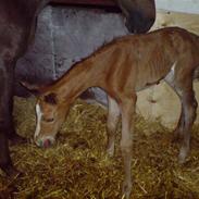 Dansk Varmblod Kahlúa á Østergaard