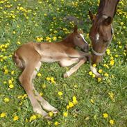 Dansk Varmblod Kahlúa á Østergaard