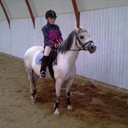 Welsh Pony af Cob-type (sec C) Korreborgs Rubin (Solgt)