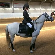 Welsh Pony af Cob-type (sec C) Korreborgs Rubin (Solgt)