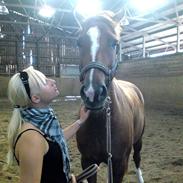 Dansk Varmblod R.I.P  Amanda II (Deen)