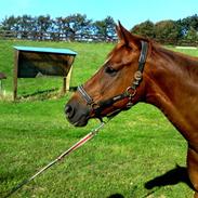 Dansk Varmblod R.I.P  Amanda II (Deen)