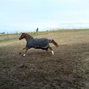 Dansk Varmblod R.I.P  Amanda II (Deen)