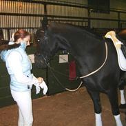 Frieser Willemientje Von De