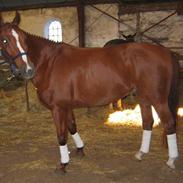 Dansk Varmblod Elmelunds Zar