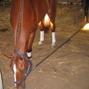 Dansk Varmblod Elmelunds Zar