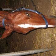 Dansk Varmblod Elmelunds Zar