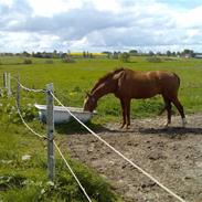 Dansk Varmblod Elmelunds Zar