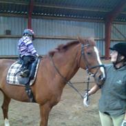 Dansk Varmblod Elmelunds Zar