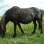 Islænder Væna Frekja fra Tindbæk