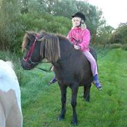 Islænder Væna Frekja fra Tindbæk