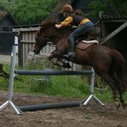 Anden særlig race Zeus (himmelhest) <3..