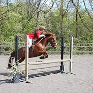 Anden særlig race Zeus (himmelhest) <3..