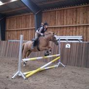 Tysk Sportspony la belle cheval