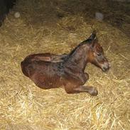 Anden særlig race Helios