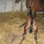 Anden særlig race Helios