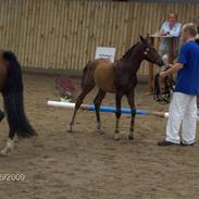 Anden særlig race Helios