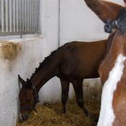 Anden særlig race Helios