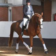 Dansk Varmblod Granlygårds Don