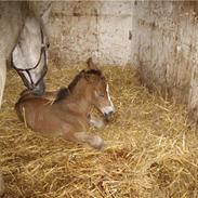 Oldenborg Sokhøj´s Mystique