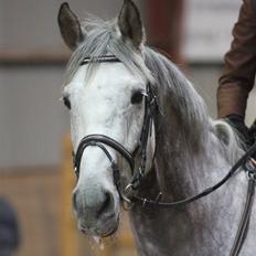 Anden særlig race Loughnatousa Inksy