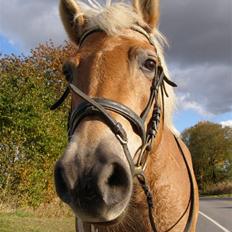 Haflinger Donmira TIDLIGER hel-part