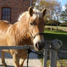 Haflinger Donmira TIDLIGER hel-part