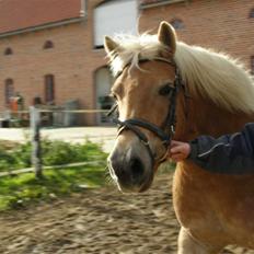 Haflinger Donmira TIDLIGER hel-part