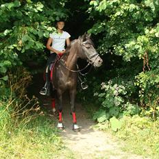 Anden særlig race Pakito - SOLGT