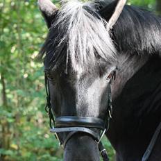 Anden særlig race Pakito - SOLGT