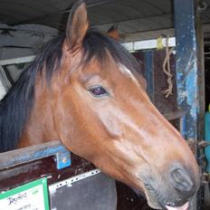 Anden særlig race Rudolph - Tidl springpart