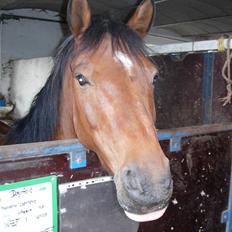 Anden særlig race Rudolph - Tidl springpart