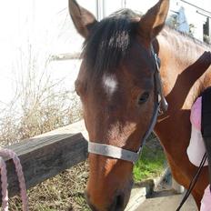 Anden særlig race Rudolph - Tidl springpart